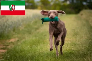 Přečtete si více ze článku Chovatelé slovenských hrubosrstých ohařů a štěňat v Severním Porýní-Vestfálsku