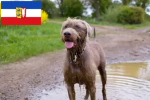 Přečtete si více ze článku Chovatelé slovenských hrubosrstých ohařů a štěňat ve Šlesvicku-Holštýnsku