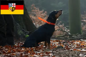 Přečtete si více ze článku Chovatelé Slovenského kopova a štěňata v Sársku