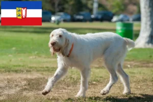 Přečtete si více ze článku Chovatelé a štěňata Spinone Italiano ve Šlesvicku-Holštýnsku
