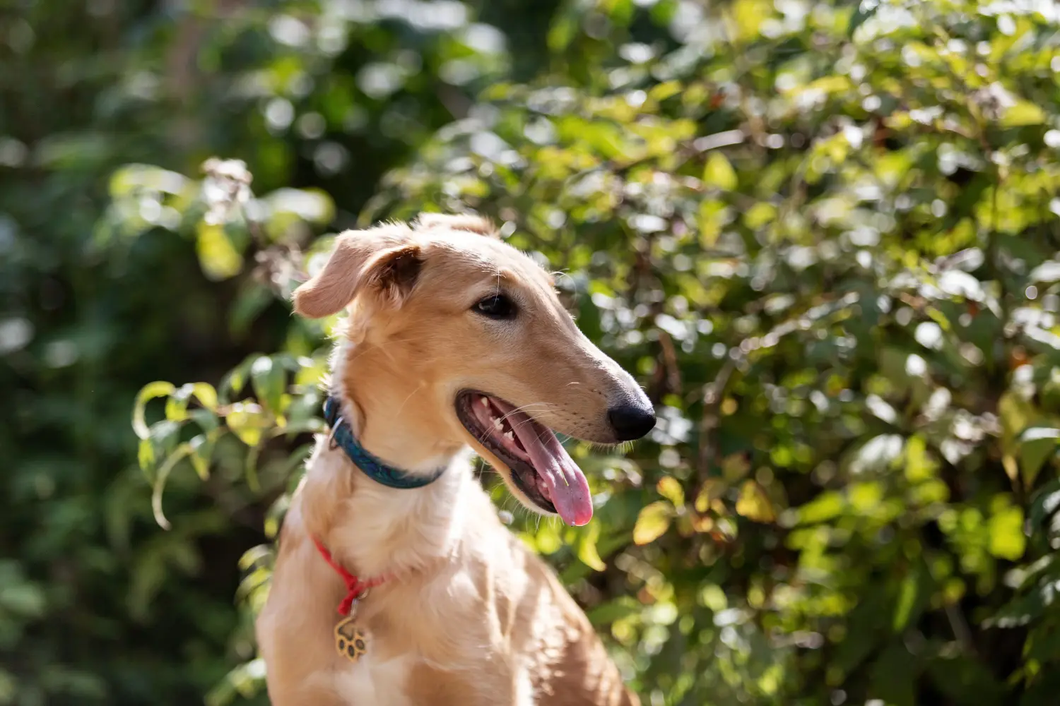 Koupit si štěně borzaje znamená převzít zodpovědnost! Prodám štěňata borzoje.