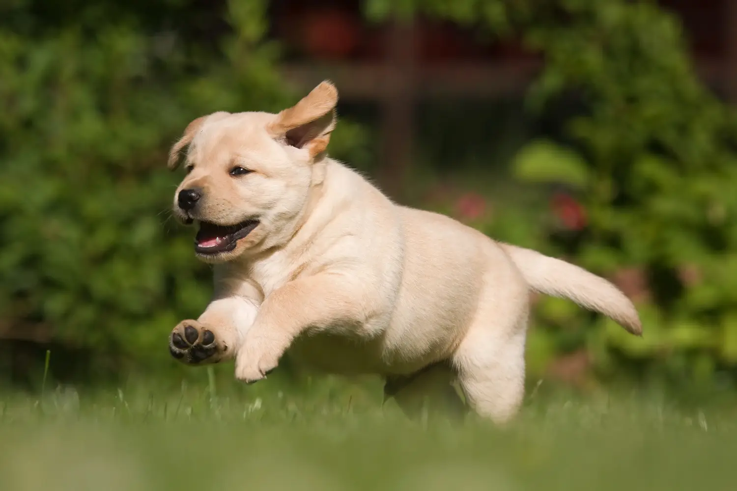Koupit si štěně labradora znamená převzít odpovědnost! Prodám štěňata labradora.