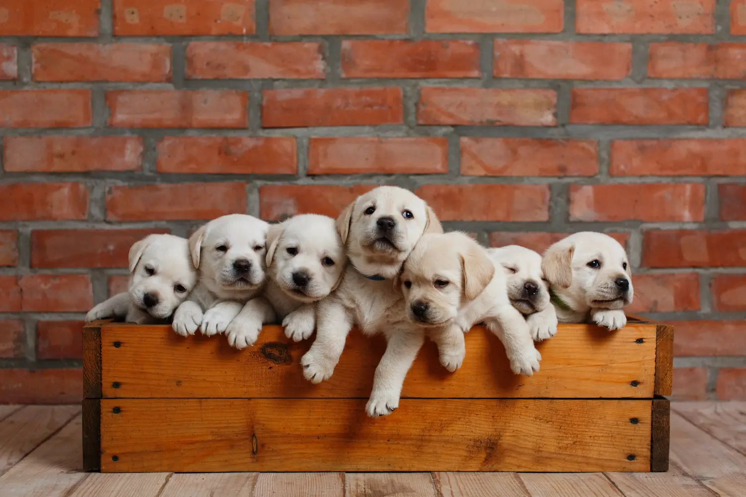 Koupit si štěně labradora znamená převzít odpovědnost! Prodám štěňata labradora.