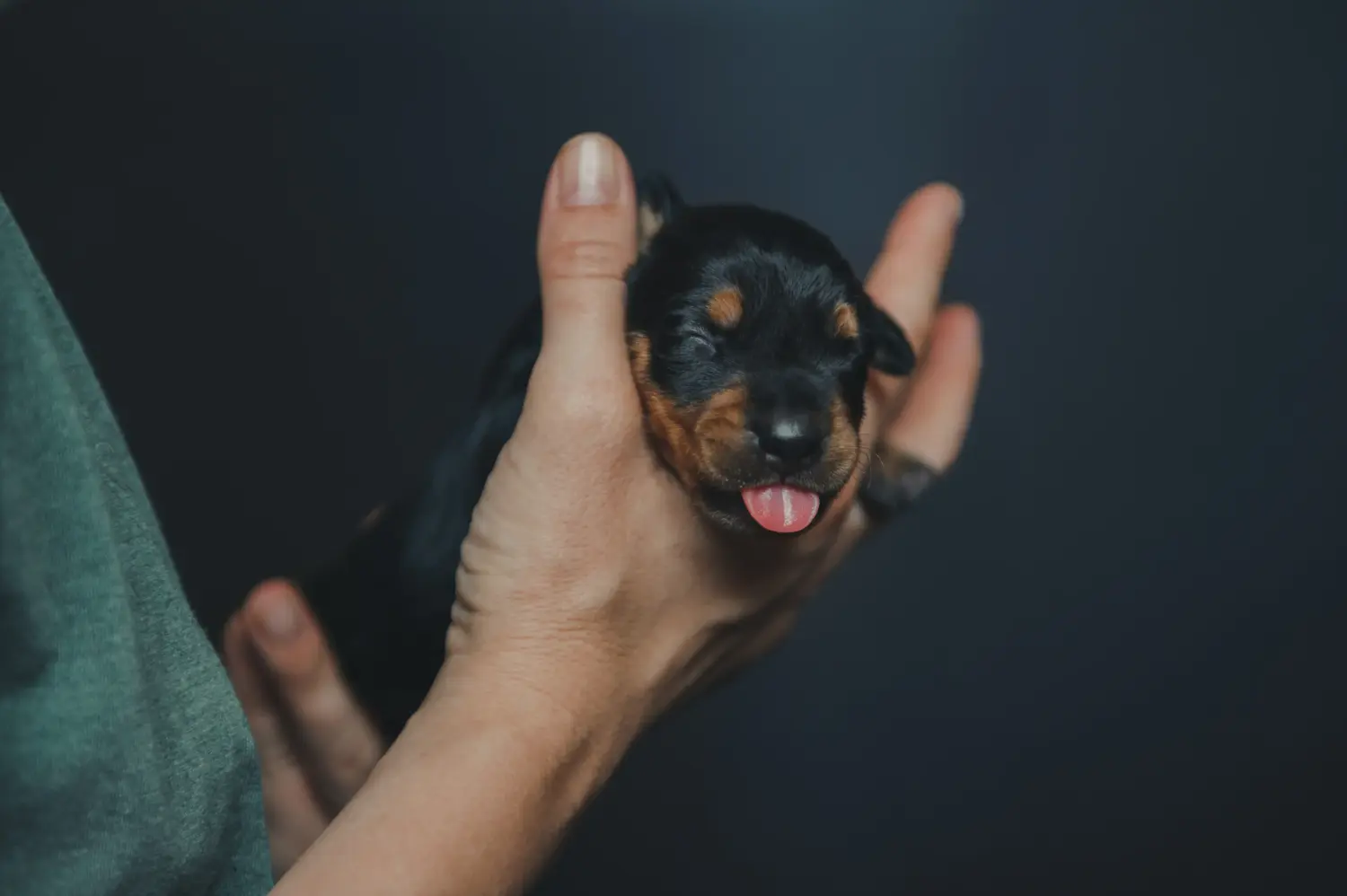 Koupit si štěně německého pinče znamená převzít odpovědnost! Prodám štěňata německého pinče.
