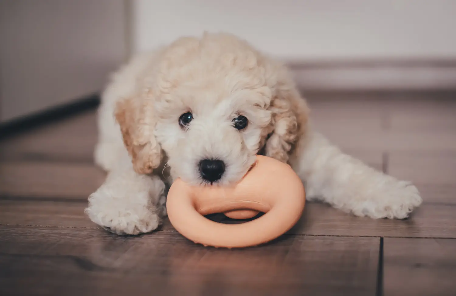 Koupit si štěně pudla znamená převzít odpovědnost! Prodám štěňata pudla.