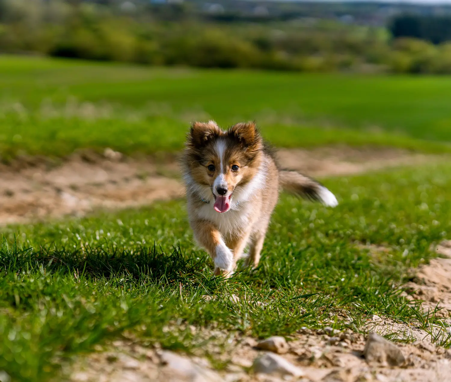 Koupit si štěně sheltie znamená převzít odpovědnost! Prodám štěňata sheltie.