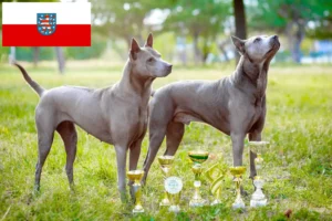Přečtete si více ze článku Chovatelé thajských ridgebacků a štěňata v Durynsku
