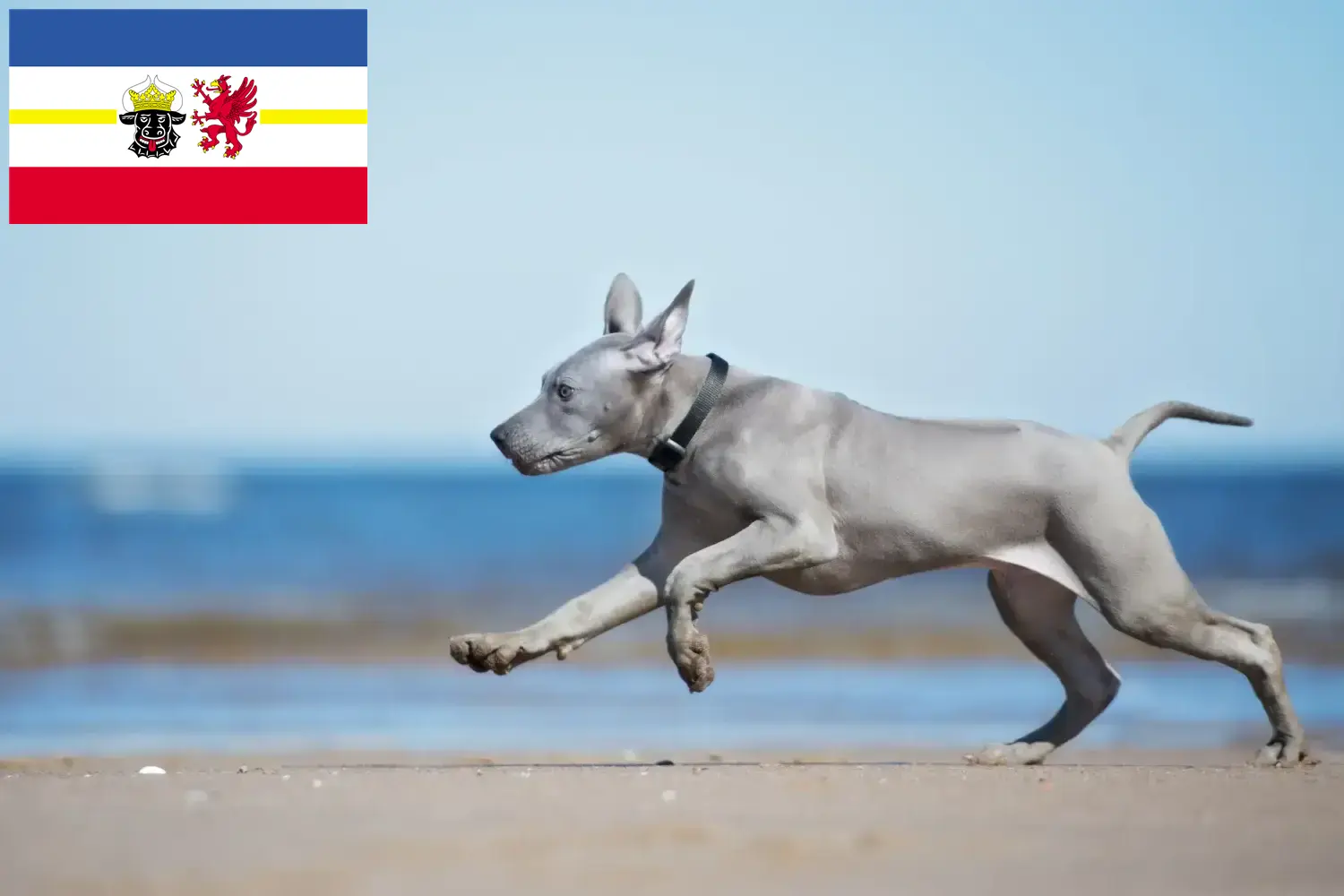 Štěňata a chovatelé thajských ridgebacků Meklenbursko-Přední Pomořansko Zde najdete chovatele thajských ridgebacků v Meklenbursku-Předním Pomořansku.