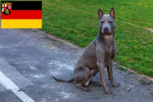 Přečtete si více ze článku Chovatelé thajských ridgebacků a štěňata v Porýní-Falci