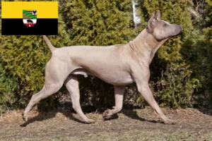 Přečtete si více ze článku Chovatelé thajských ridgebacků a štěňata v Sasku-Anhaltsku