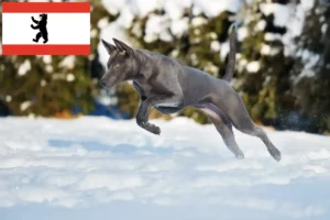 Přečtete si více ze článku Chovatel thajských ridgebacků a štěňat v Berlíně