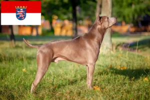 Přečtete si více ze článku Chovatelé thajských ridgebacků a štěňata v Hesensku