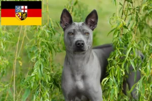 Přečtete si více ze článku Chovatelé thajských ridgebacků a štěňata v Sársku
