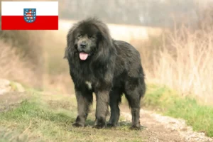 Přečtete si více ze článku Chovatelé tibetských psů a štěňat v Durynsku