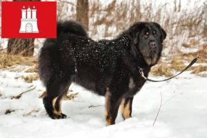 Přečtete si více ze článku Chovatelé tibetských psů a štěňat v Hamburku
