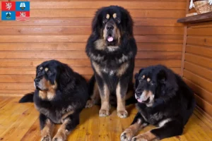 Přečtete si více ze článku Chovatelé tibetských psů a štěňat v Karlových Varech