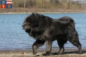 Přečtete si více ze článku Chovatelé tibetských mastifů a štěňat na jižní Moravě