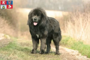 Přečtete si více ze článku Chovatelé tibetských mastifů a štěňat v Pardubicích
