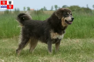 Přečtete si více ze článku Chovatelé tibetských mastifů a štěňat ve Středočeském kraji