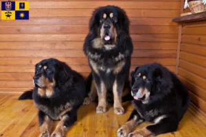 Přečtete si více ze článku Chovatelé tibetských psů a štěňat ve Zlíně