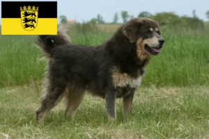 Přečtete si více ze článku Chovatelé tibetských psů a štěňat v Bádensku-Württembersku