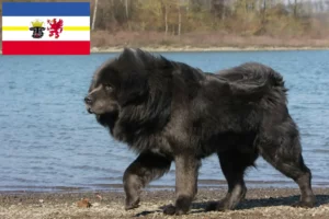 Přečtete si více ze článku Chovatelé tibetských psů a štěňat v Meklenbursku-Předním Pomořansku
