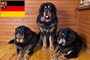 Přečtete si více ze článku Chovatelé tibetských mastifů a štěňat v Porýní-Falci