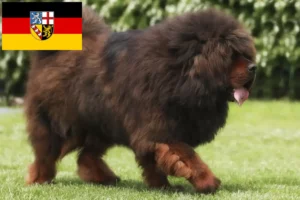 Přečtete si více ze článku Chovatelé tibetských psů a štěňat v Sársku