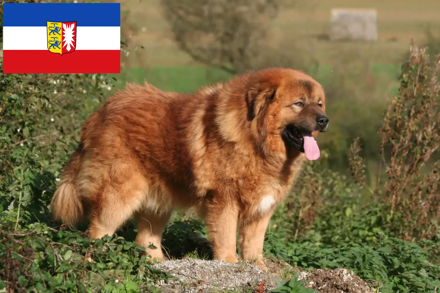 Tibetandog štěňata a chovatelé Šlesvicko-Holštýnsko Zde najdete chovatele tibetských mastifů ve Šlesvicku-Holštýnsku.