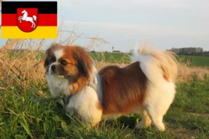 Přečtete si více ze článku Chovatelé tibetských španělů a štěňat v Dolním Sasku
