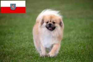 Přečtete si více ze článku Chovatelé tibetských španělů a štěňat v Durynsku