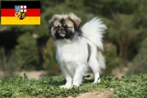 Přečtete si více ze článku Chovatelé tibetských španělů a štěňat v Sársku