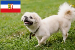 Přečtete si více ze článku Chovatelé tibetských španělů a štěňat ve Šlesvicku-Holštýnsku