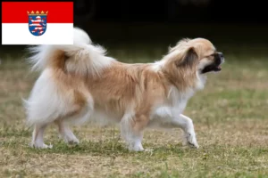 Přečtete si více ze článku Chovatelé tibetských španělů a štěňat v Hesensku
