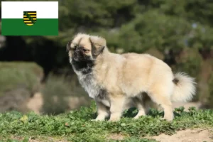 Přečtete si více ze článku Chovatelé tibetských španělů a štěňat v Sasku