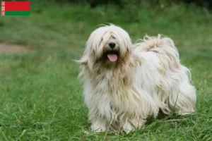 Přečtete si více ze článku Chovatelé tibetských teriérů a štěňat v Bělorusku