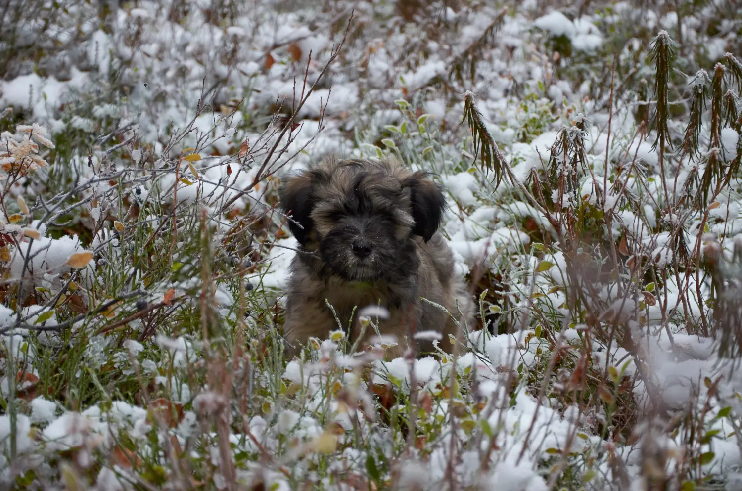Koupit si štěně tibetského teriéra znamená převzít odpovědnost! Prodám štěňata tibetského teriéra.