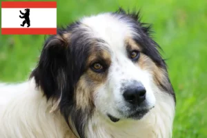 Přečtete si více ze článku Chovatelé a štěňata Tornjak v Berlíně