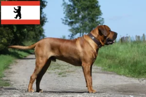 Přečtete si více ze článku Chovatelé a štěňata Tosa v Berlíně