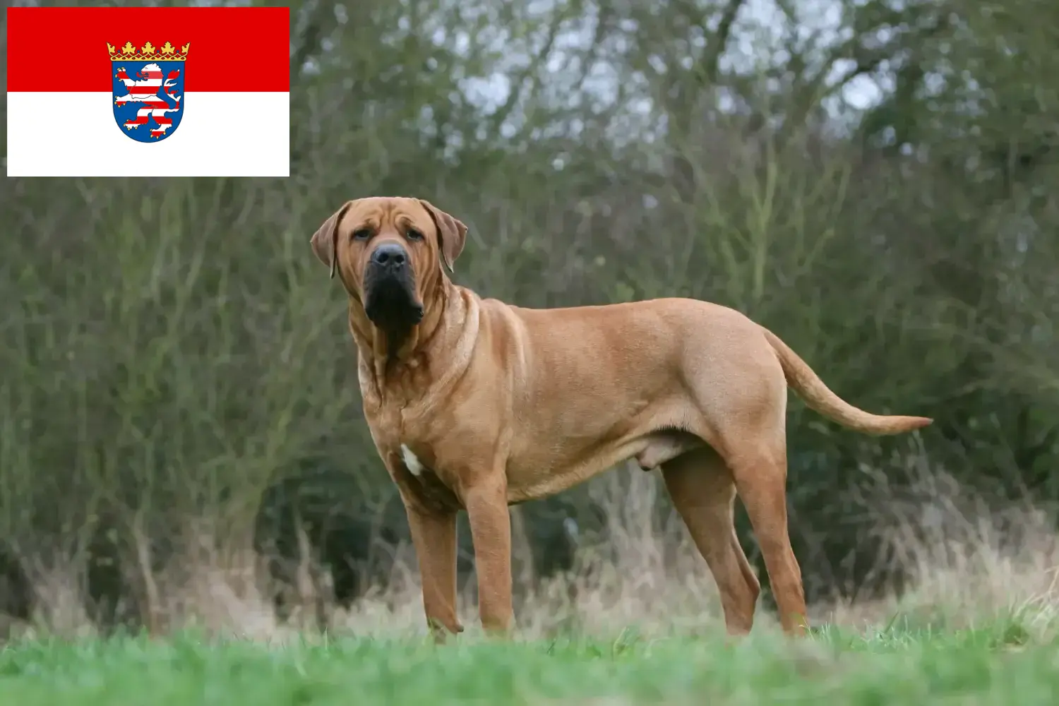 Tosa štěňata a chovatelé Hessen Najděte chovatele Tosa v Hesensku zde.