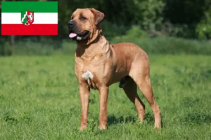 Přečtete si více ze článku Chovatelé a štěňata Tosa v Severním Porýní-Vestfálsku