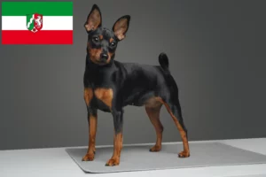 Přečtete si více ze článku Chovatelé miniaturních pinčů a štěňat v Severním Porýní-Vestfálsku