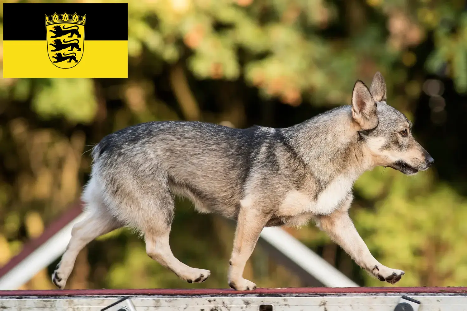 Västgötaspets štěňata a chovatelé Bádensko-Württembersko Zde najdete chovatele Västgötaspetů v Bádensku-Württembersku.