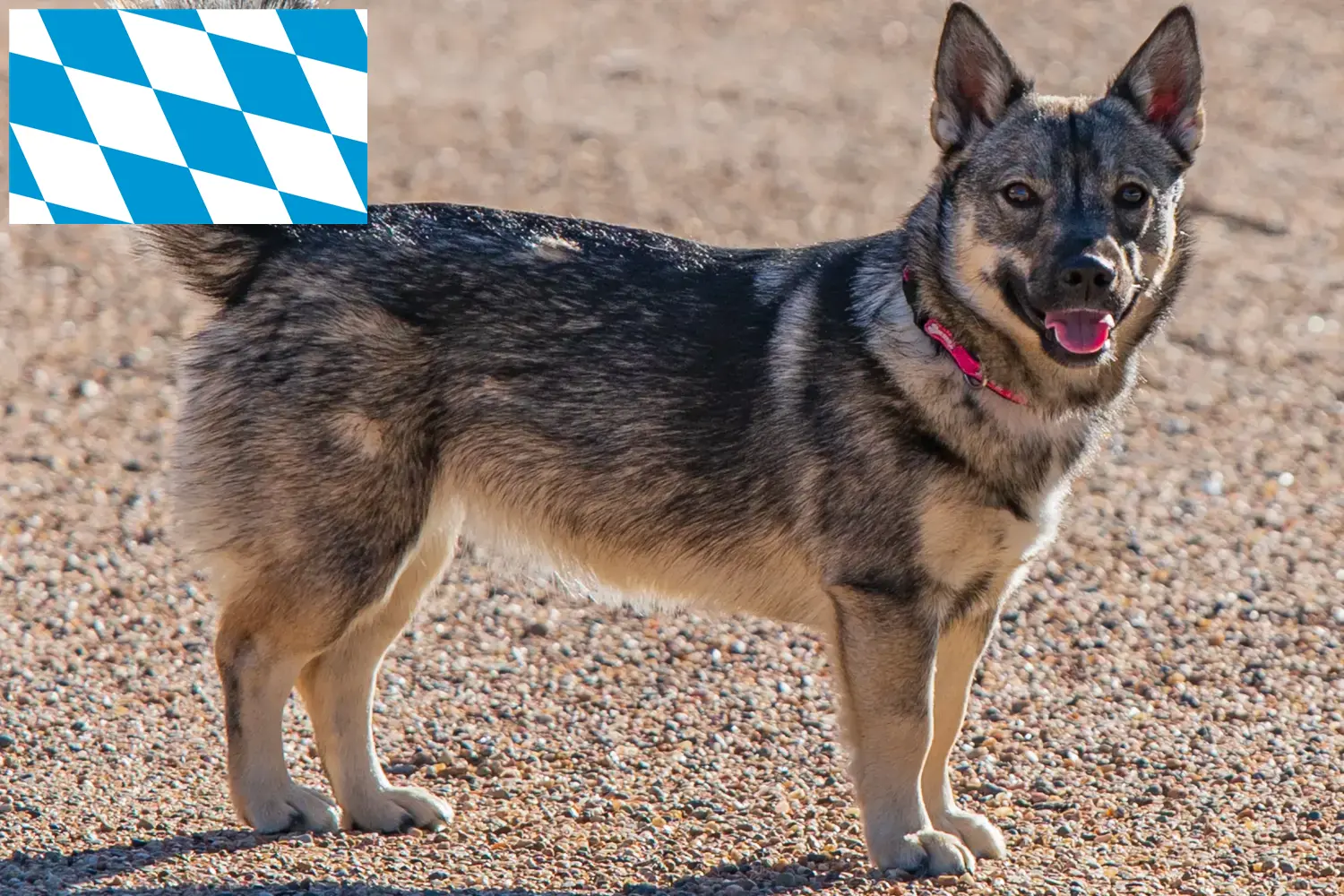 Västgötaspets štěňata a chovatelé Bavorsko Zde najdete chovatele Västgötaspets v Bavorsku.