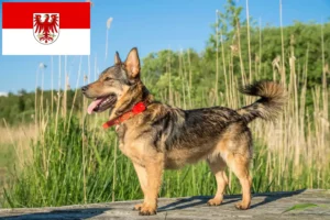 Přečtete si více ze článku Chovatelé Västgötaspets a štěňata v Brandenburgu