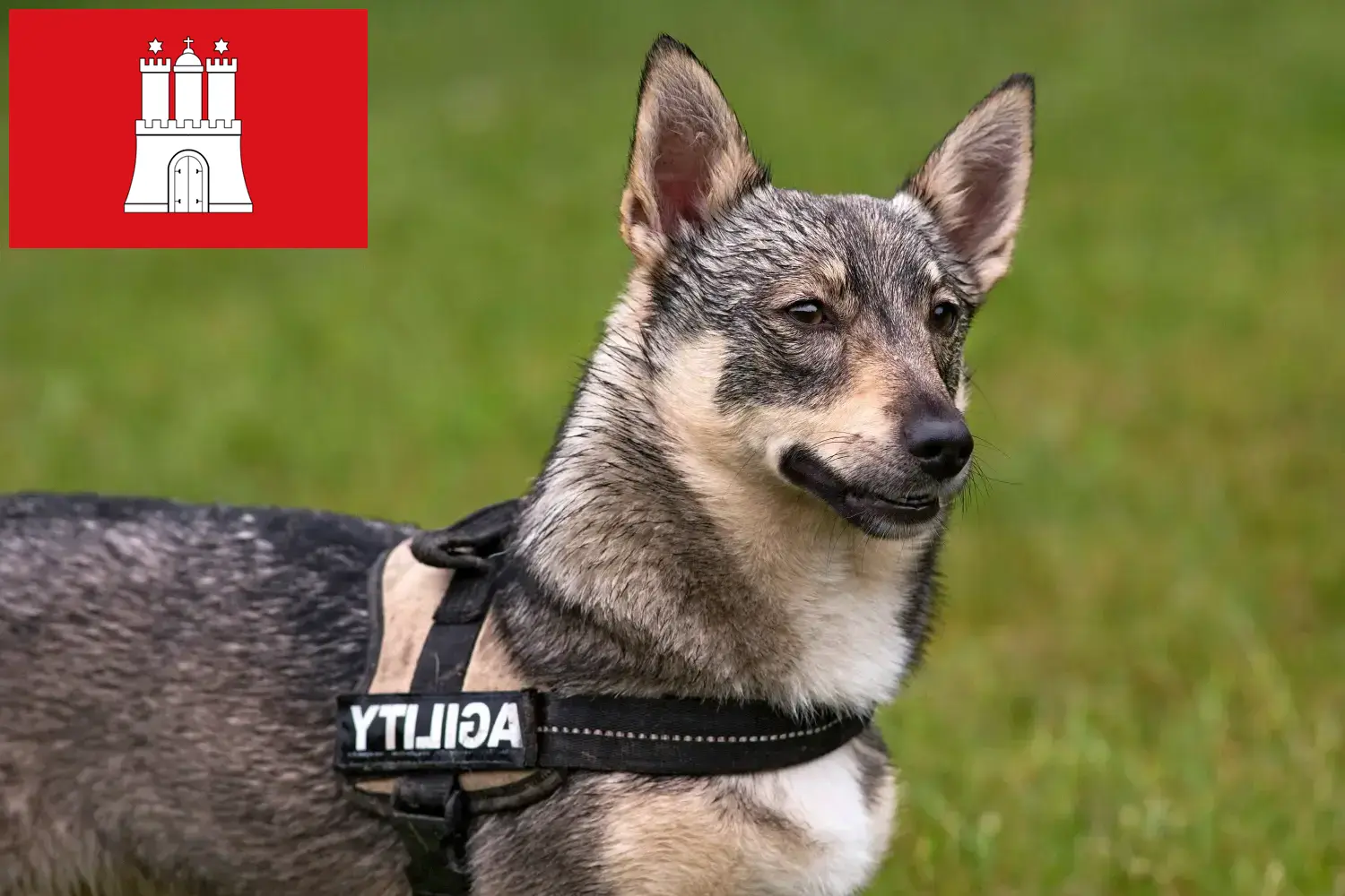 Přečtete si více ze článku Chovatelé Västgötaspetů a štěňat v Hamburku