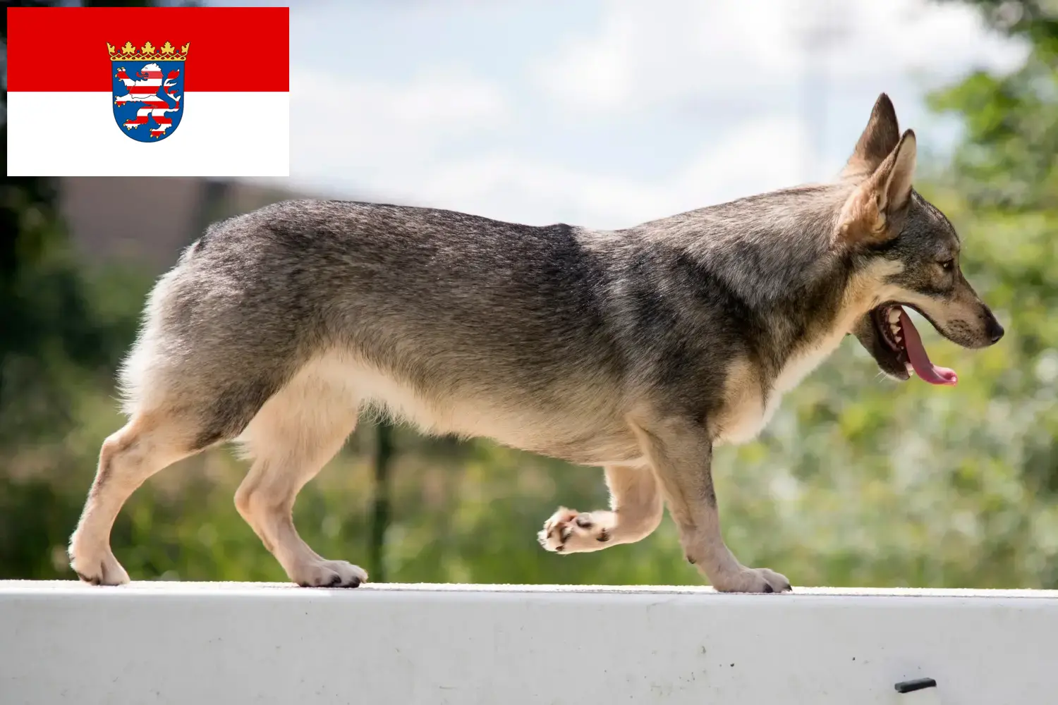 Přečtete si více ze článku Chovatelé Västgötaspetů a štěňat v Hesensku