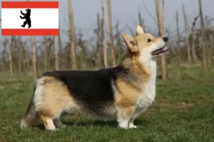 Přečtete si více ze článku Chovatelé velšských corgiů a štěňat v Berlíně