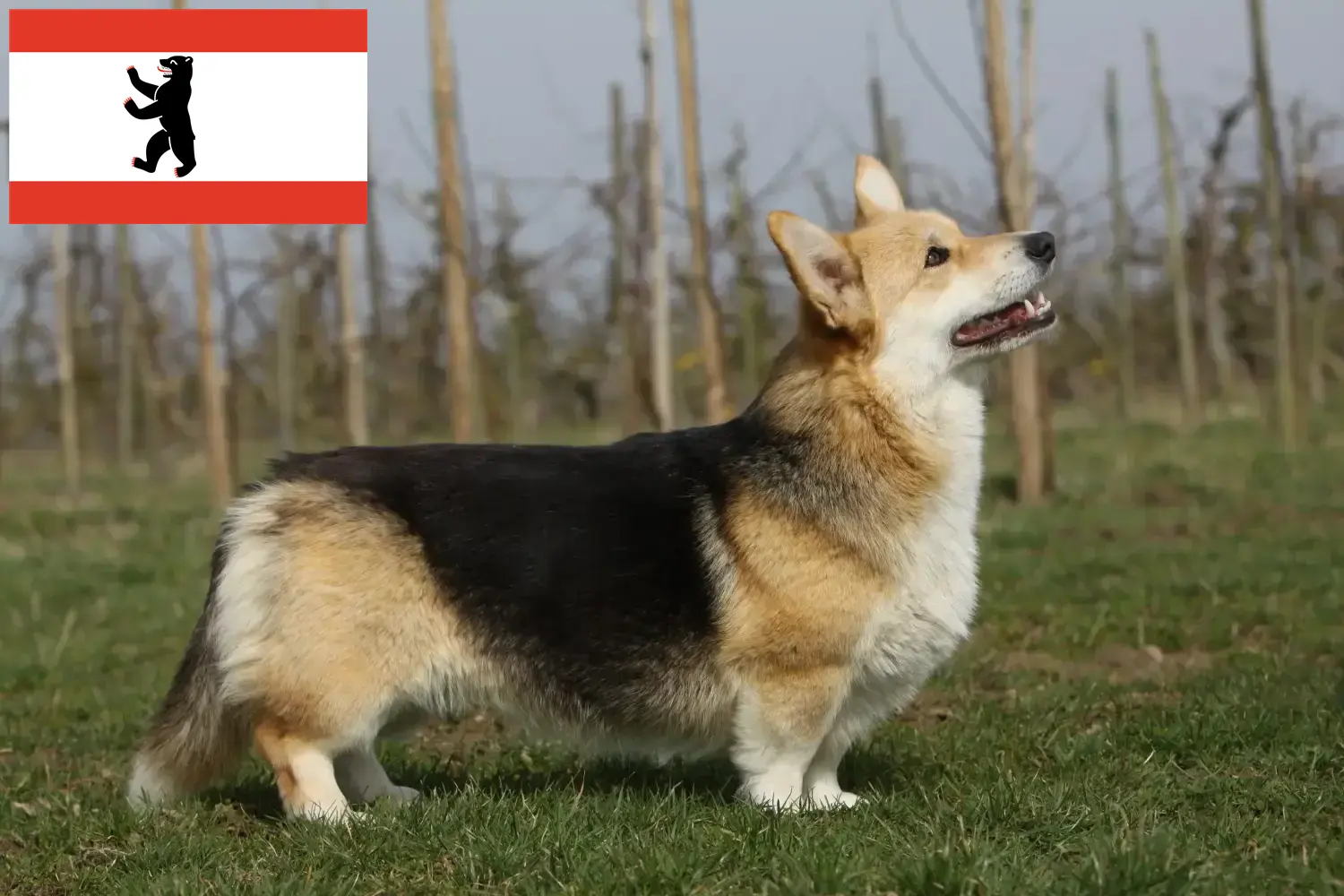 Štěňata velšského corgiho a chovatelé v Berlíně Zde najdete chovatele velšských corgiů v Berlíně.