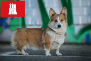 Přečtete si více ze článku Chovatelé velšských corgiů a štěňat v Hamburku